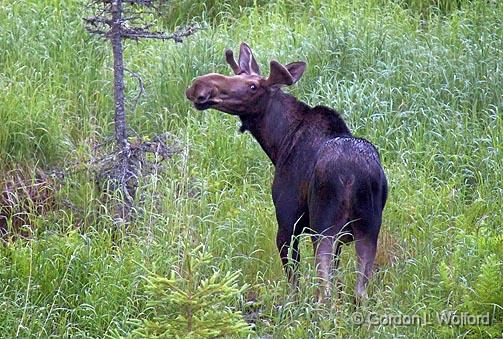 Curious Moose_02925.jpg - Photographed on the north shore of Lake Superior near Marathon, Ontario, Canada.